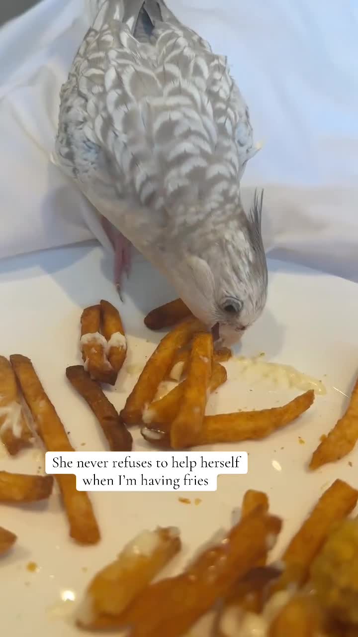 Cockatiels birds for sale: Lily- family Hand tamed cockteil- 7 months - Video 3