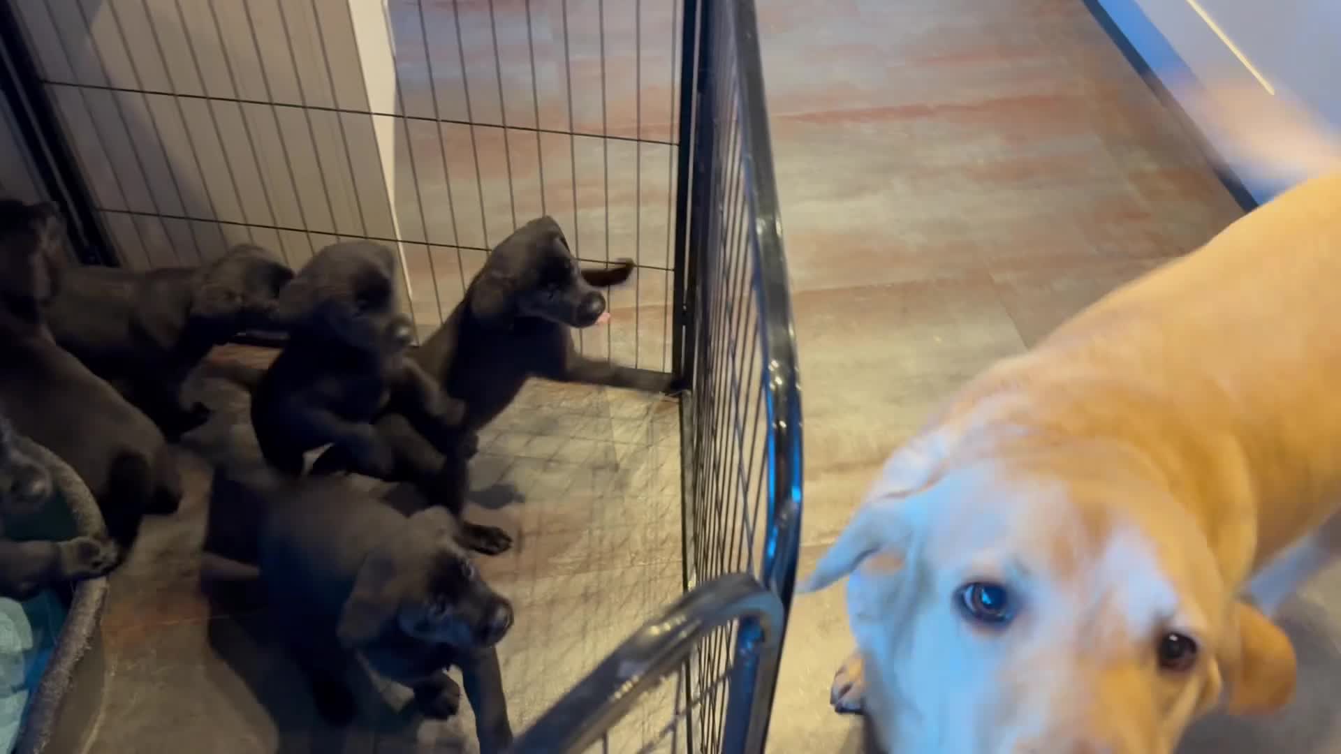 Labrador Retriever dogs for sale: 🐾 Beautiful Black Labrador Pups Ready 9 Jan 26 🐾 - Video 1