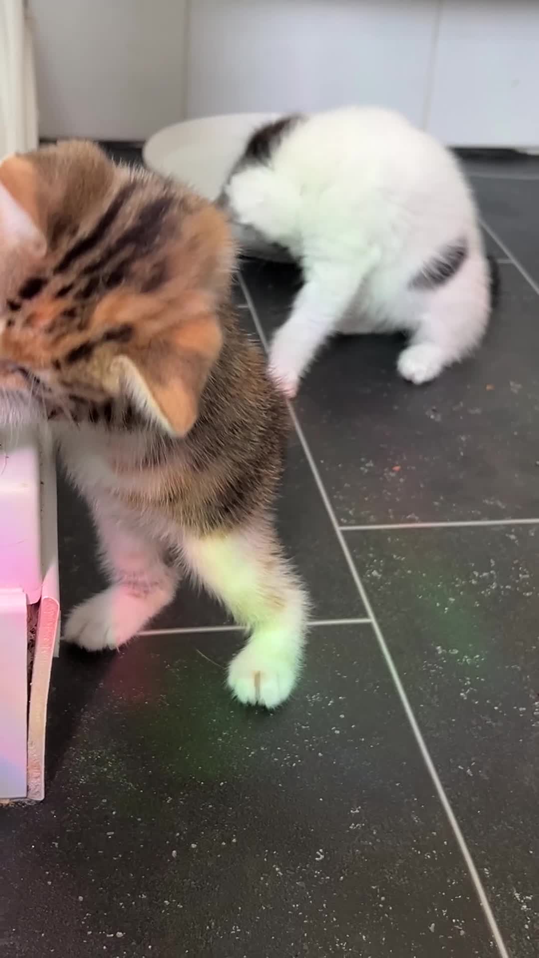 Mixed Breed cats for sale: Every Colour Imaginable! Bo's blue-eyed Beauties - Video 3