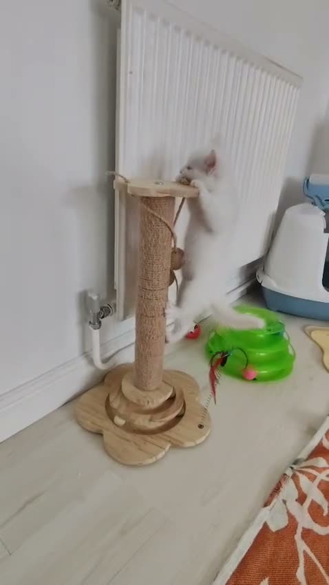 European cats for sale: Adorable Kittens - Video 1
