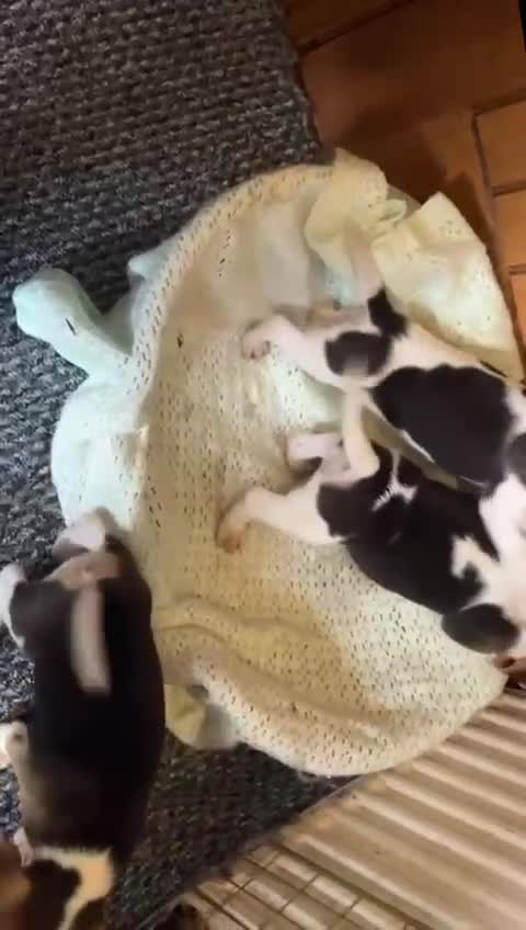 Beagle dogs for sale: Beagle puppies  - Video 2