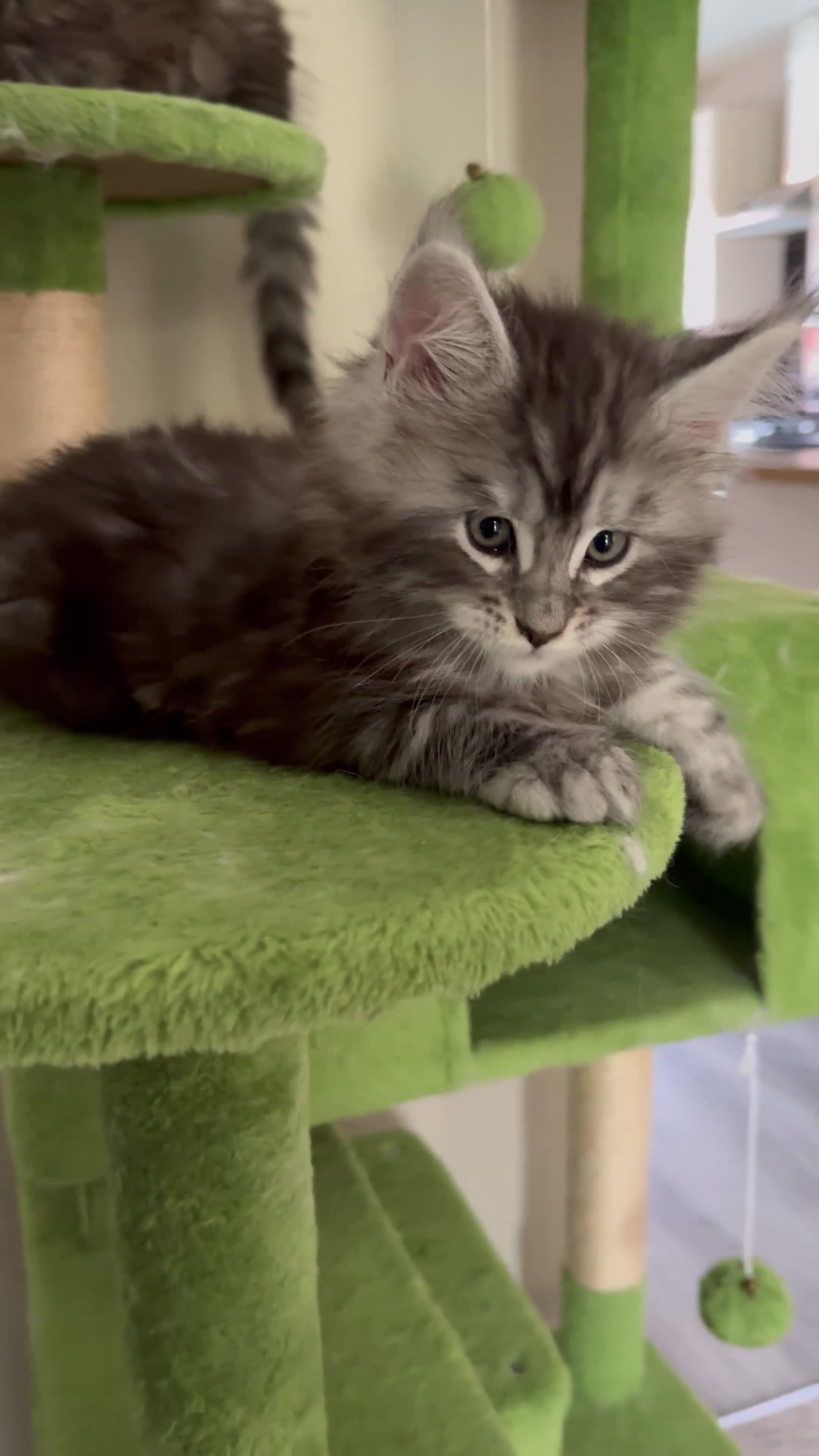 Maine Coon cats for sale: Champion blood line Mainecoon kittens  - Video 2