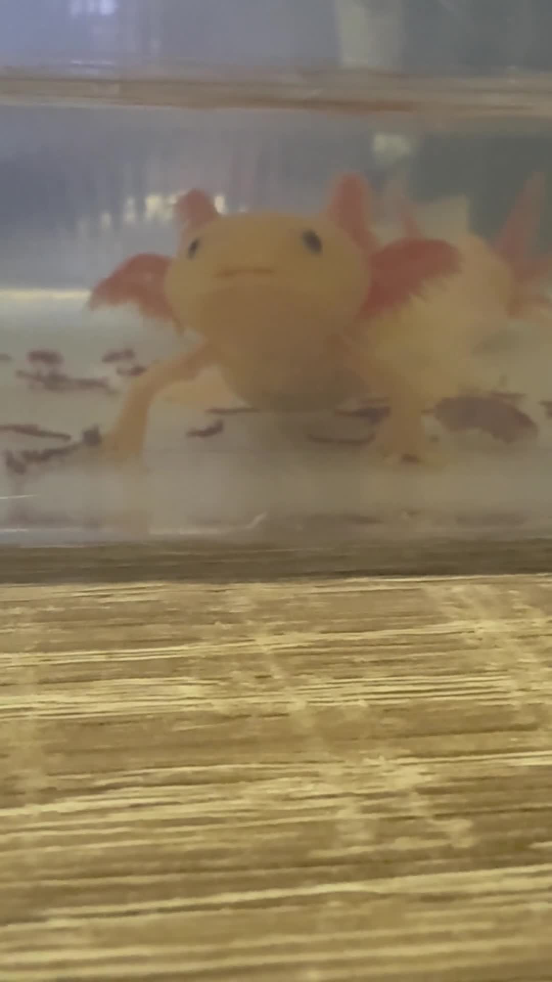 Axolotl reptiles for sale: Baby axolotls  - Video 1