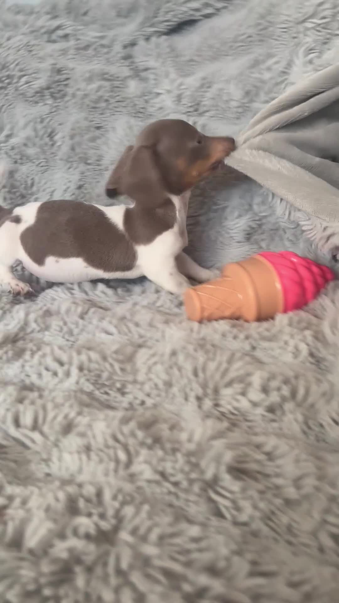 Miniature Dachshund dogs for sale: Beautiful miniature dachshund little girl - Video 2