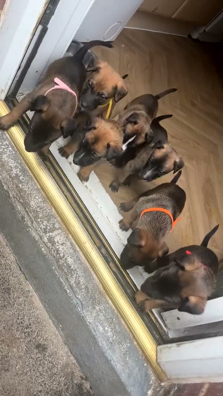 Mixed Breed dogs for sale: Mali x greyhound puppies in Bishop Auckland - Video 1
