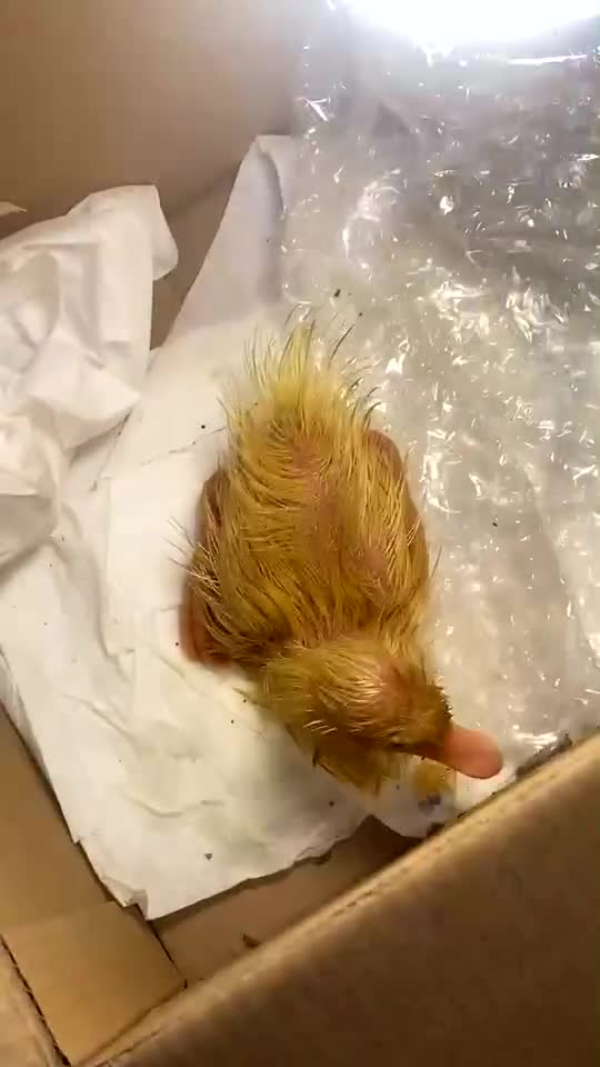Ducks poultry for sale: Urgently selling 1 duckling - Video 1