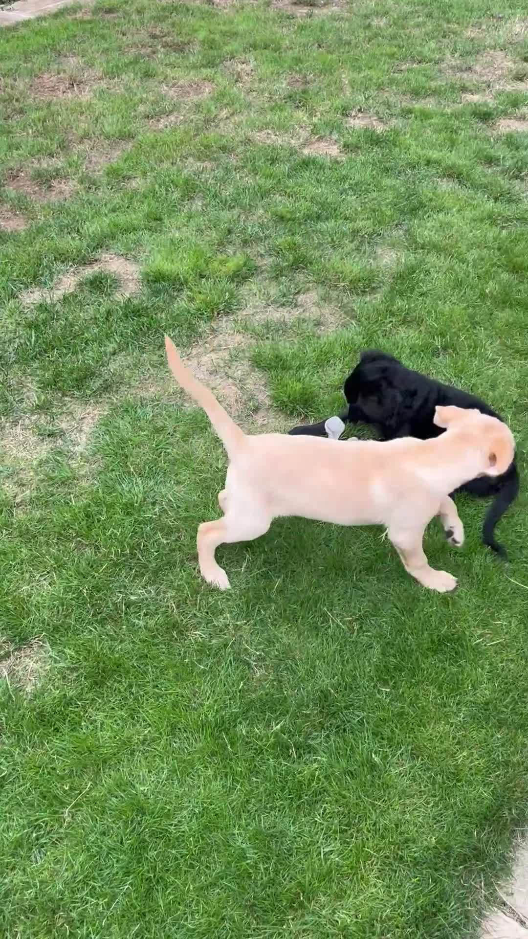 Goldendoodle dogs for sale: Goldendoodle x Aussiedoodle Pups READY TO LEAVE  - Video 1