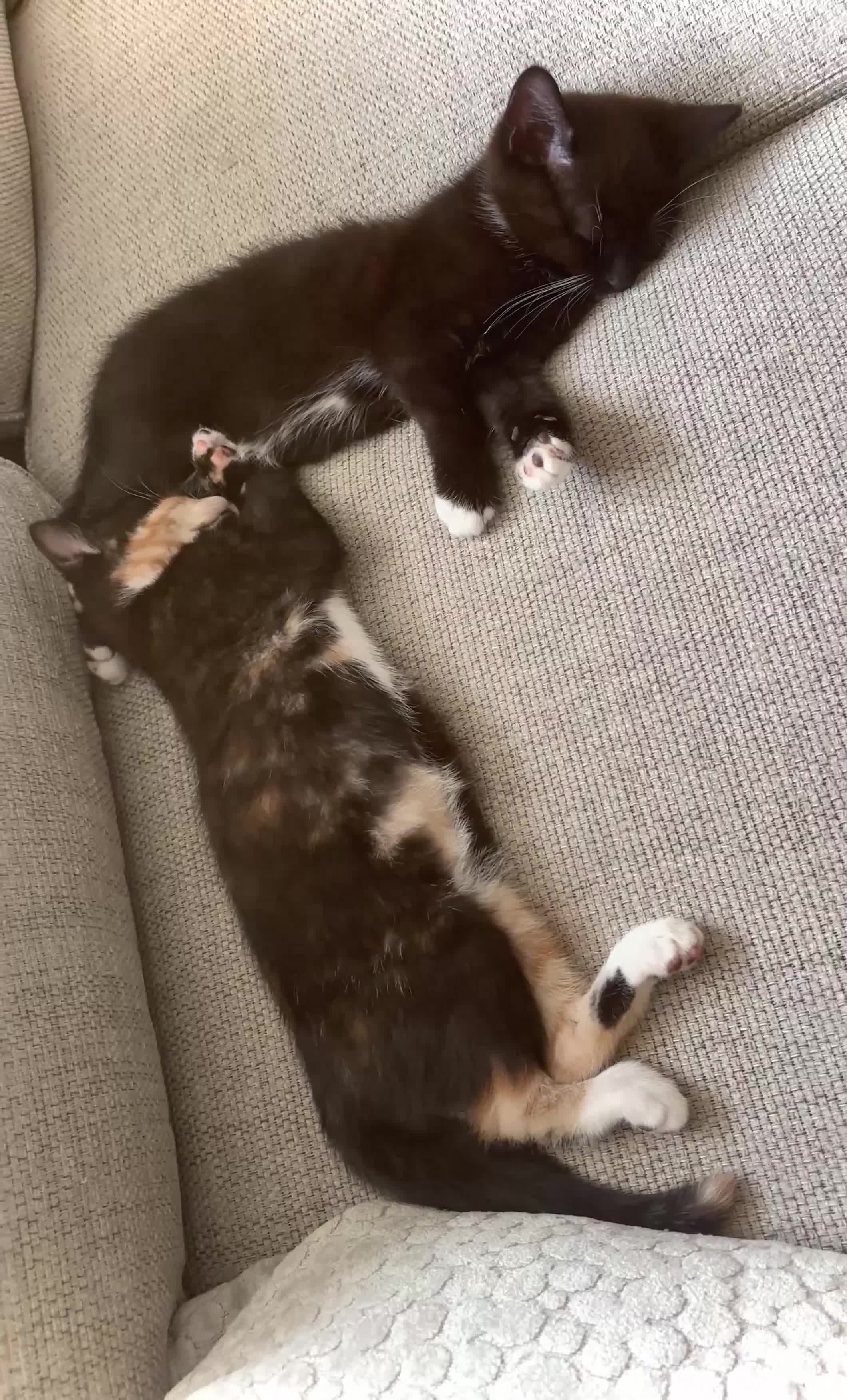 Mixed Breed cats for sale: Delightful mix-breed Siamese-black tabby-kittens - Video 4