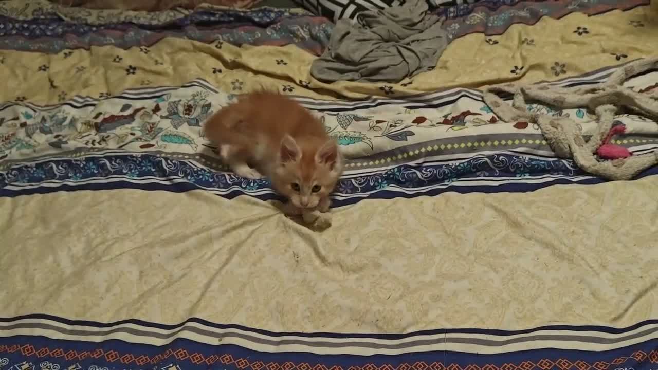 Maine Coon cats for sale: Registered GCCF cuddly Maine coon babies - Video 1