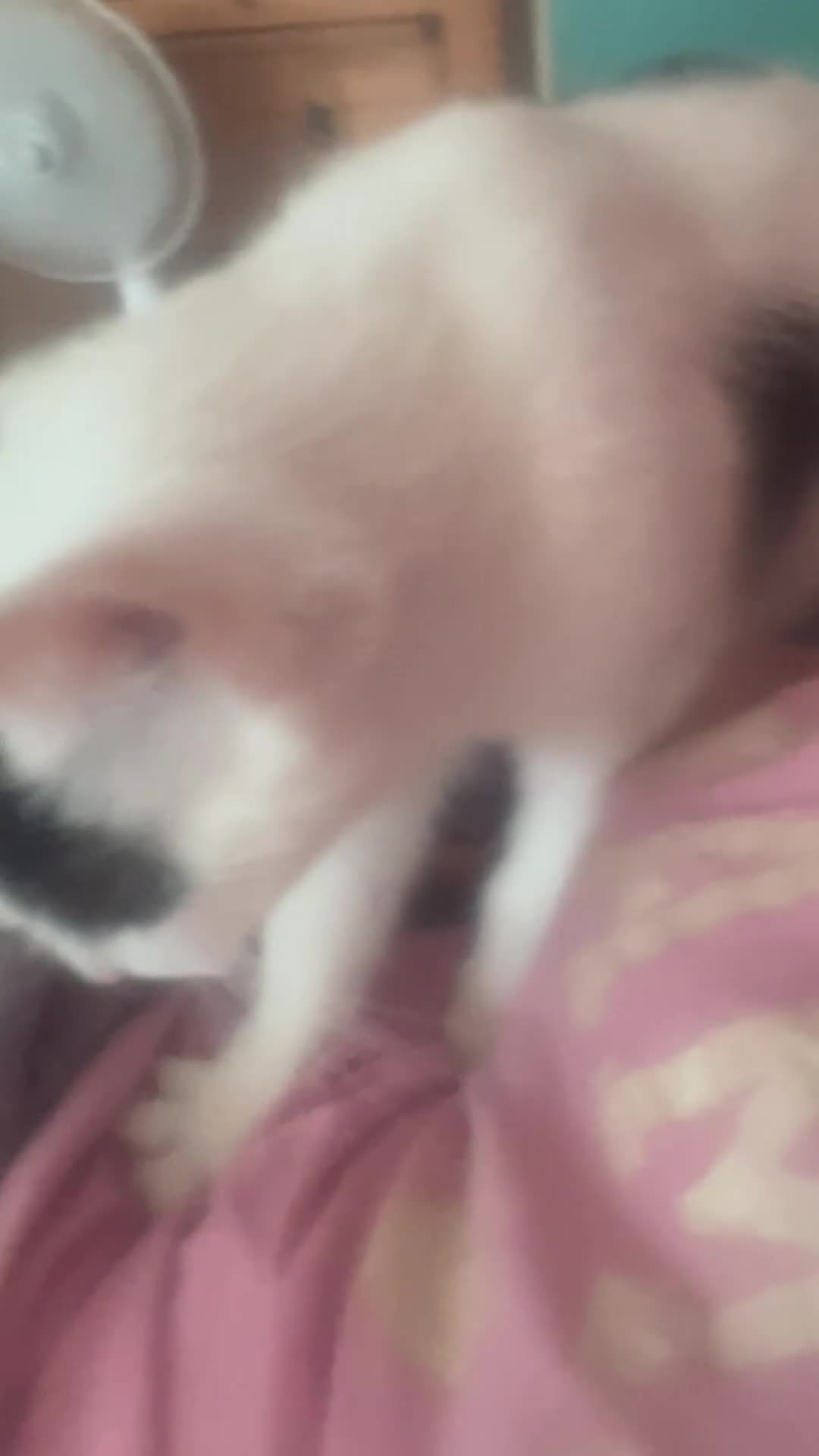 Domestic Shorthair cats for adoption: Quiet home needed for Tewkesbury stray.  - Video 2