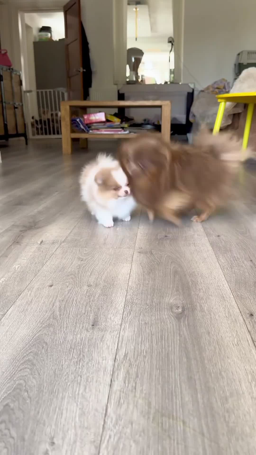 Pomeranian dogs for sale: ✨🐾 Exceptional KC Pom Boy Rare Isabella Parti💖 - Video 2