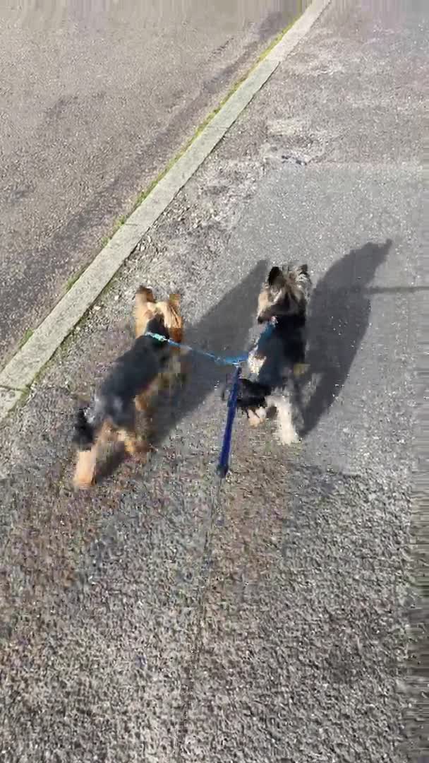 Yorkshire Terrier dogs for stud: Rocky in Hornchurch - Video 1