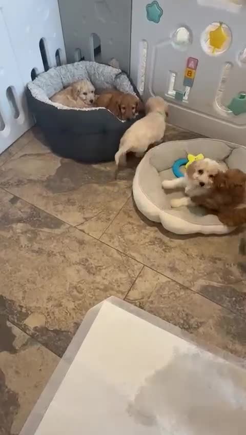 Cockapoo dogs for sale: COCKAPOO Puppies (Small Breed) - Video 3