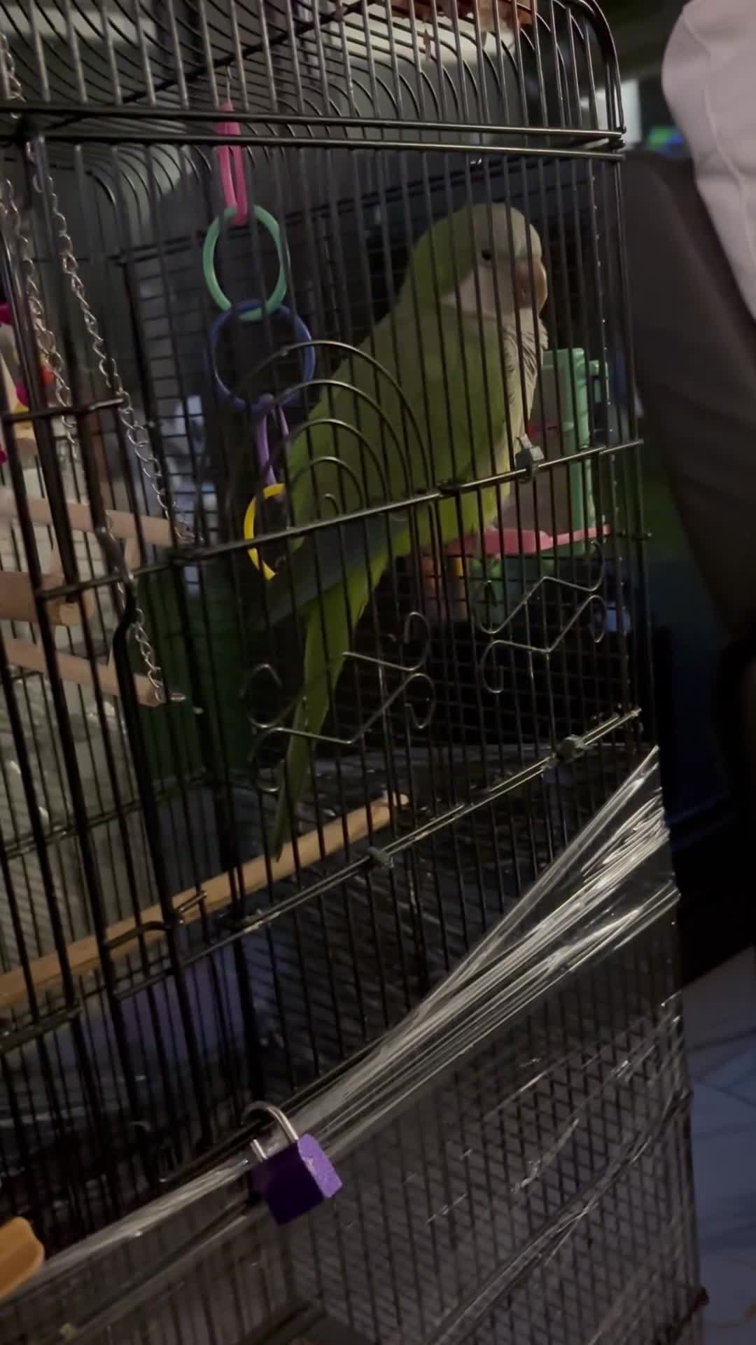 Parrots birds for sale: 🦜 Beautiful pair Quaker Looking for a Loving Home - Video 1