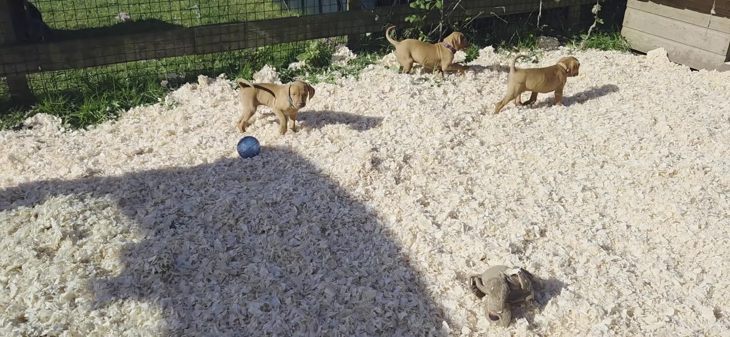 Hungarian Vizsla dogs for sale: Pedigree Hungarian Vizsla pups. Show/working/pet - Video 1