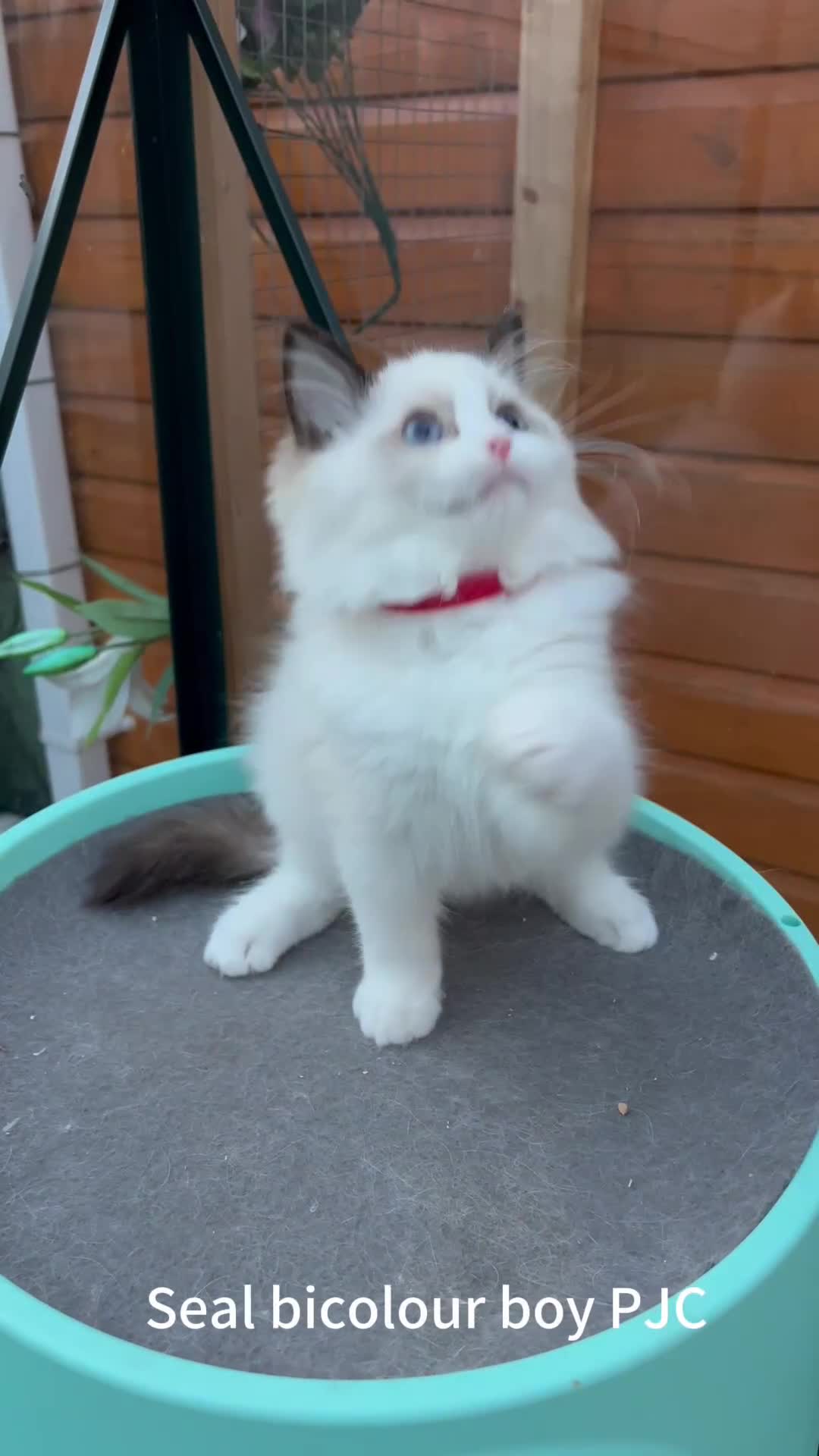 Ragdoll cats for sale: TICA Registered EU famous R bloodline  - Video 5