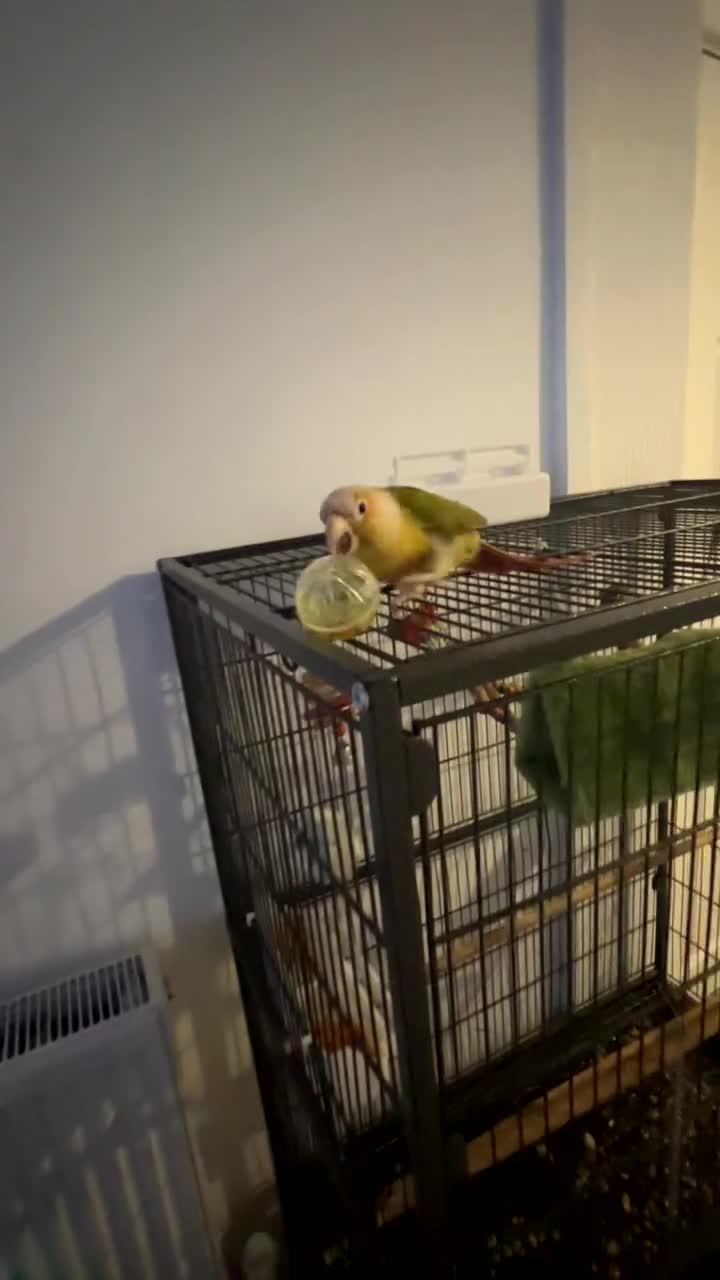 Conures birds for sale: Pineapple conure  - Video 1