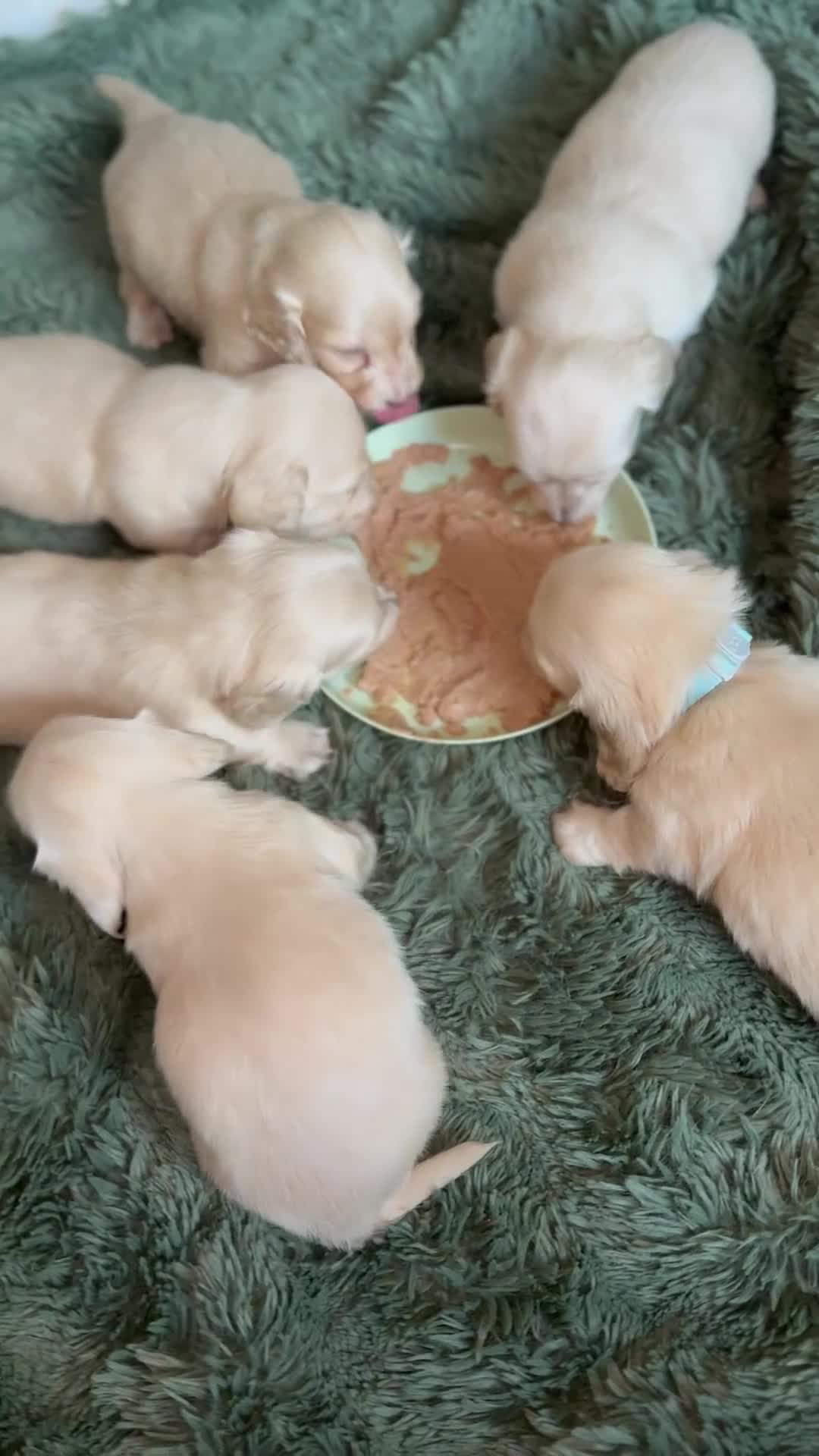 Miniature Dachshund dogs for sale: Cream long haired dachshund   - Video 1