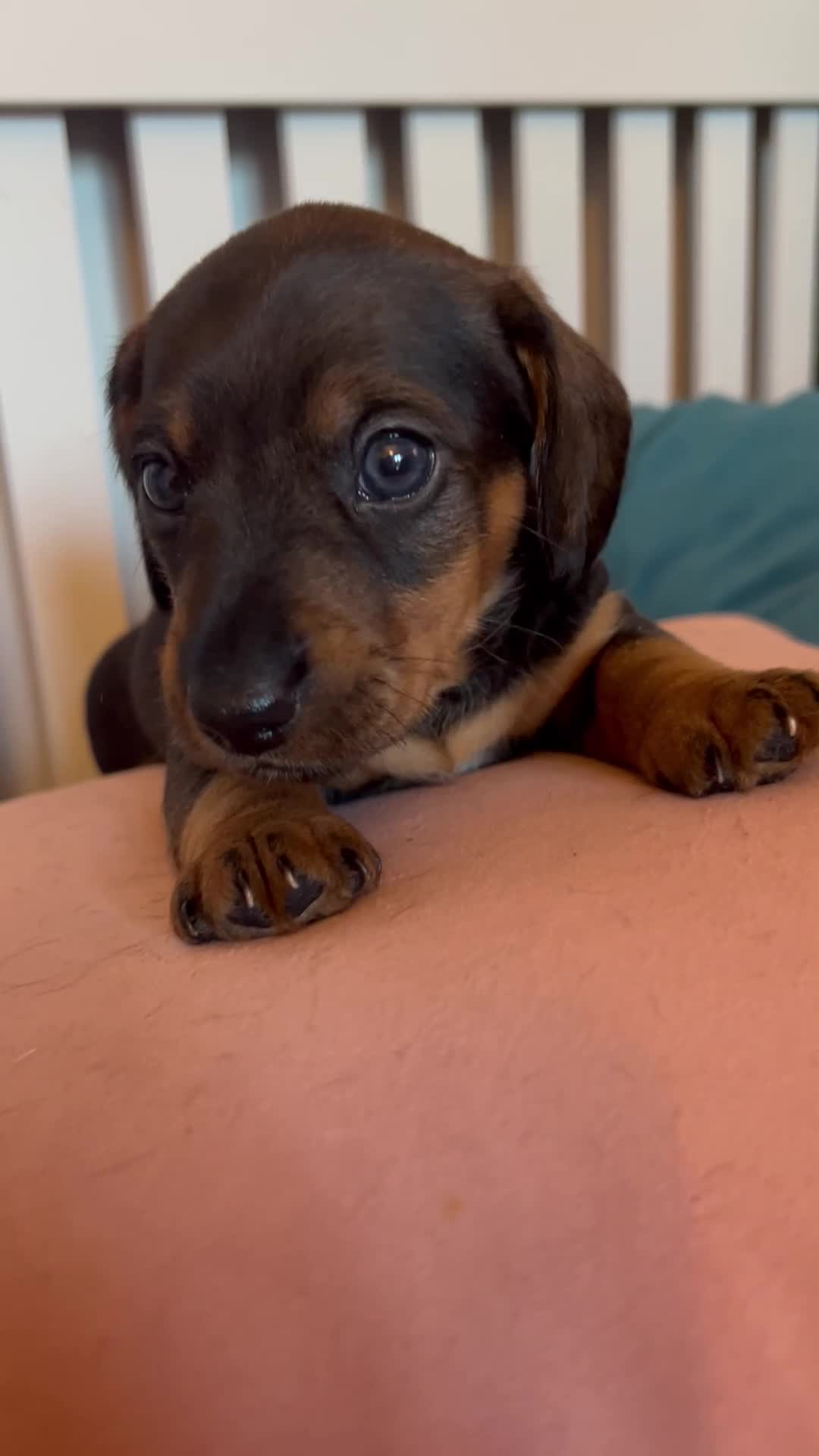 Miniature Dachshund dogs for sale: *2 Boys Remaining* Stunning Mini Dachshunds  - Video 2