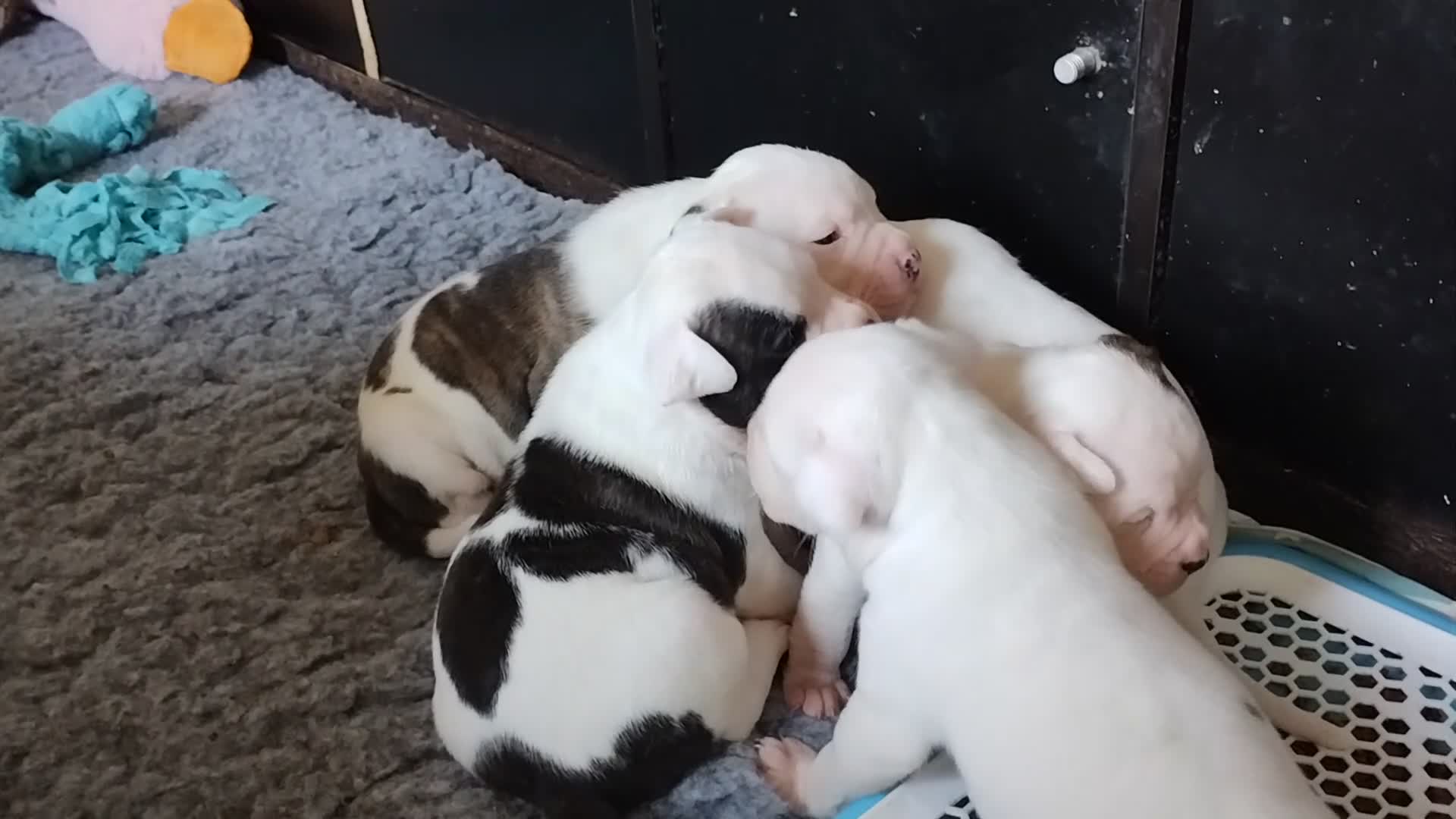 American Bulldog dogs for sale: American bulldog puppies - Video 1
