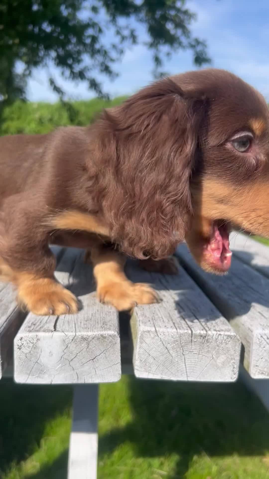 Miniature Dachshund dogs for sale: Reduced Price - Beautiful Longhair Boys Available - Video 1