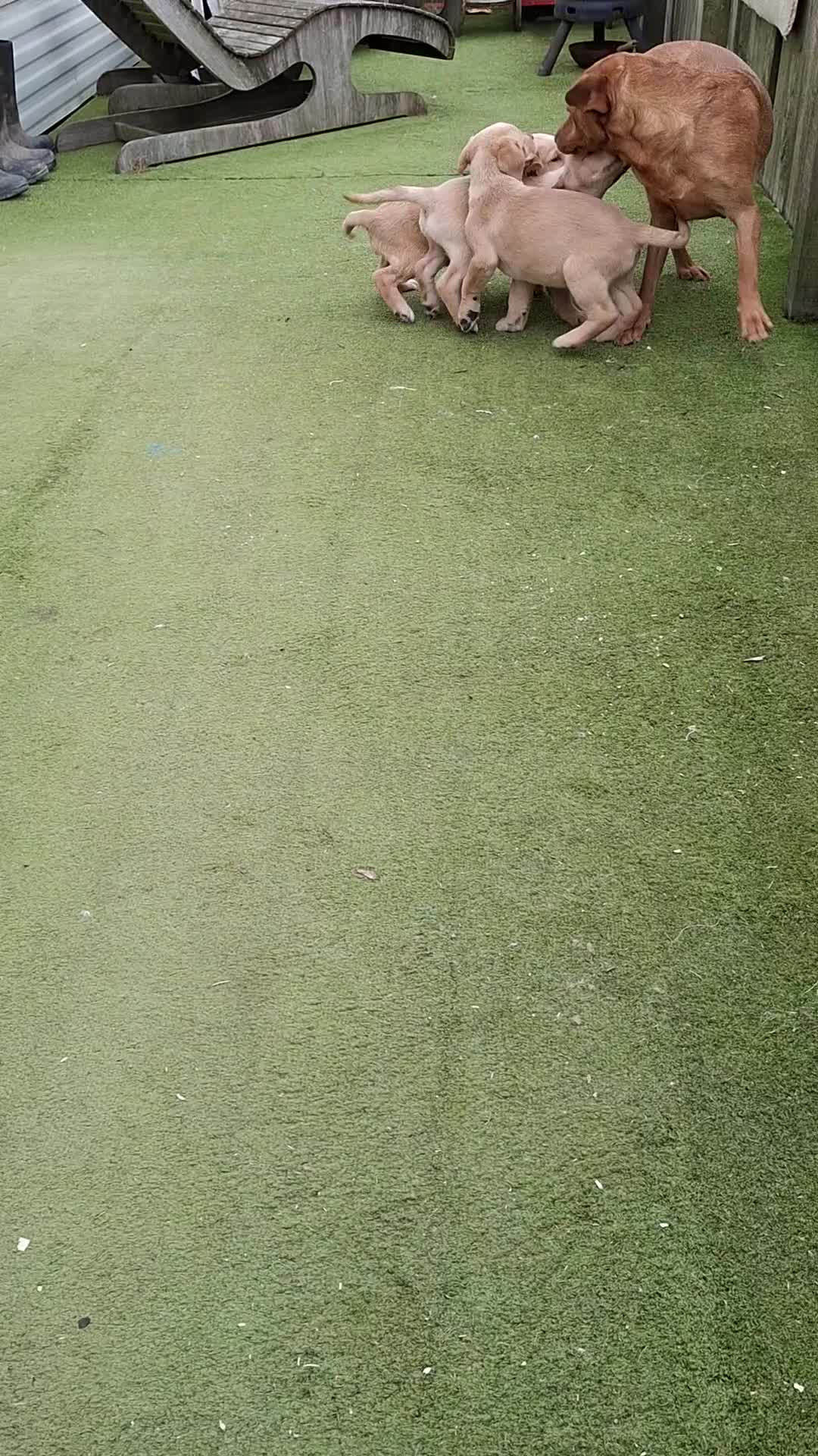 Goldador dogs for sale: Goldador puppies - Video 1