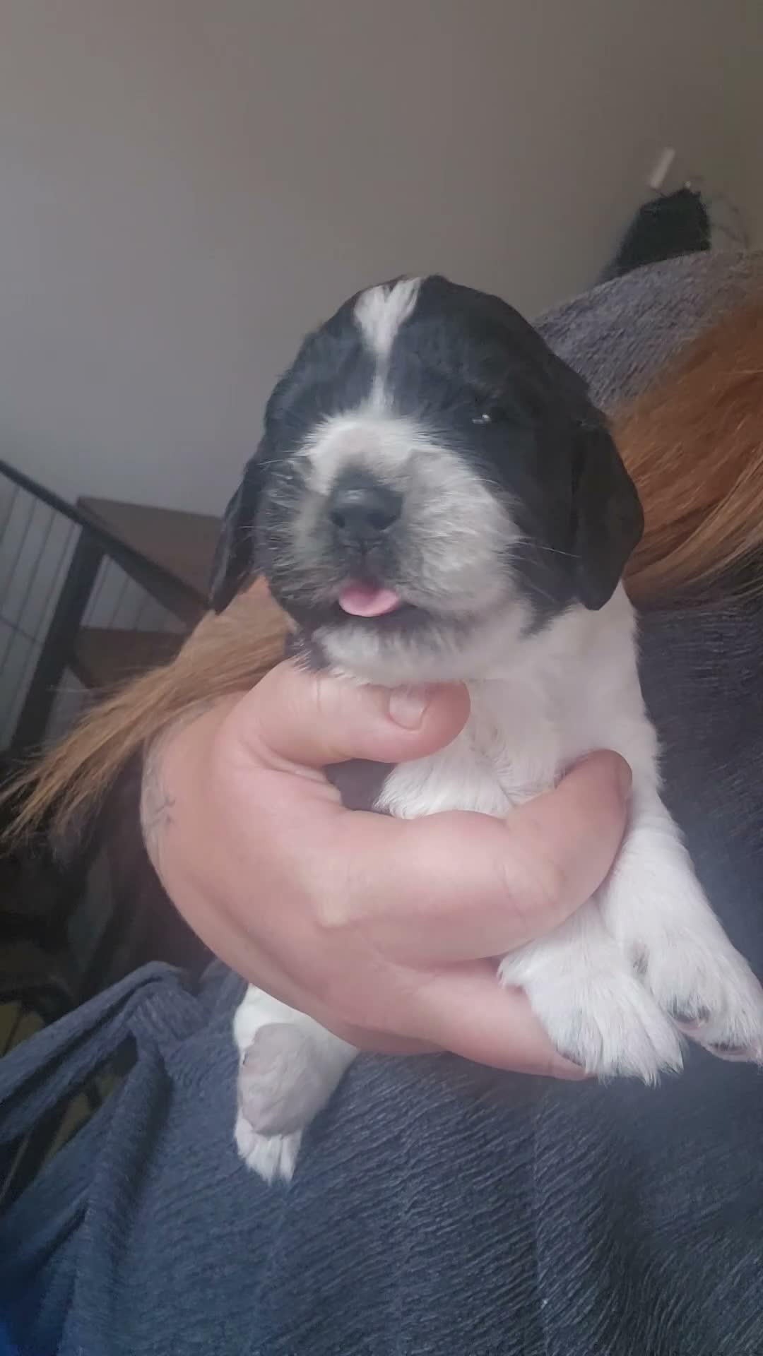 Cocker Spaniel dogs for sale: Cocker spaniel puppies*** - Video 3