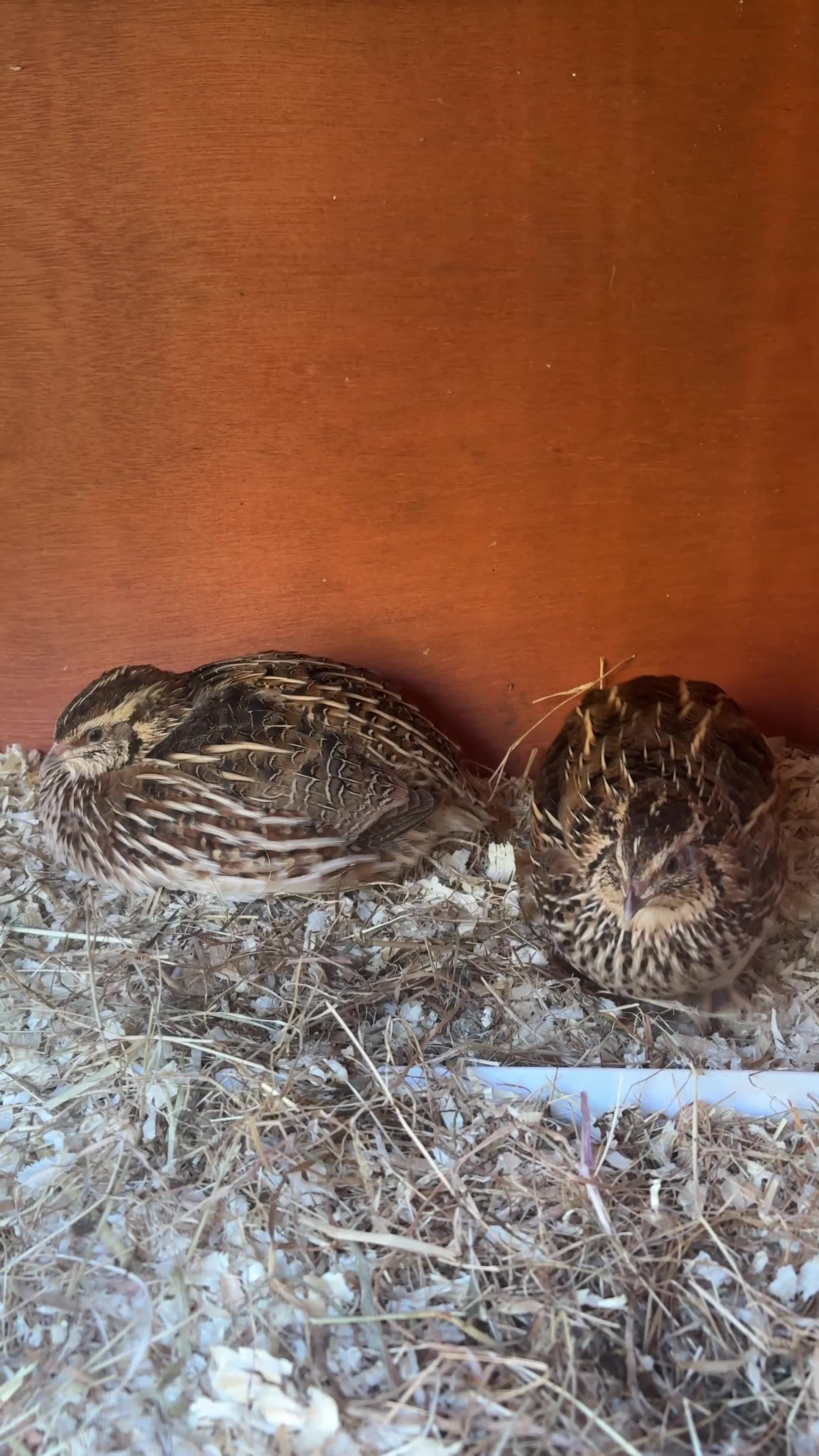 Quail poultry for sale: 2 female quail in Reading - Video 1