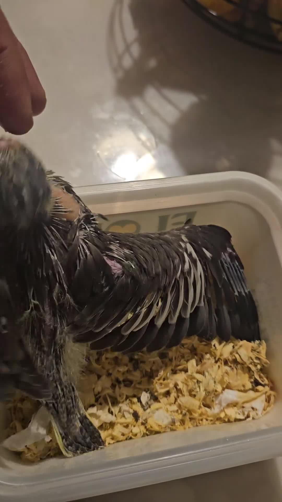 Cockatiels birds for sale: Cockatiel - Video 2