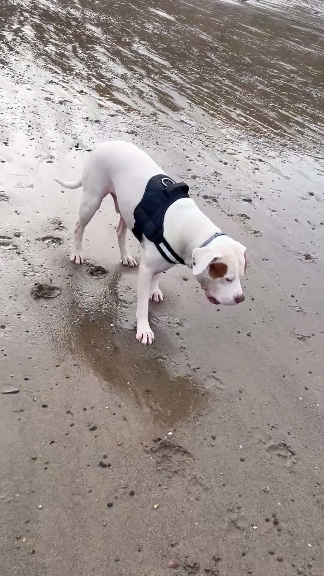 American Bulldog dogs for stud: Frank  in Bolton - Video 4