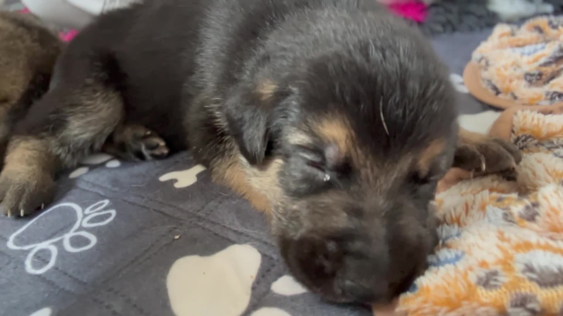 German Shepherd dogs for sale: READY GERMAN SHEPHERD PUPPIES 😍 - Video 3