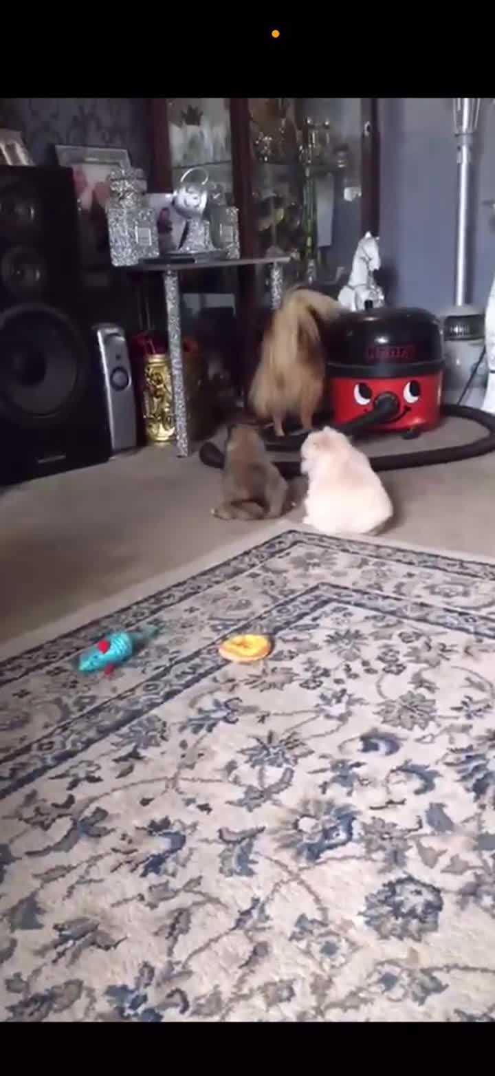 Pomeranian dogs for sale: Pomeranian for sale  - Video 2