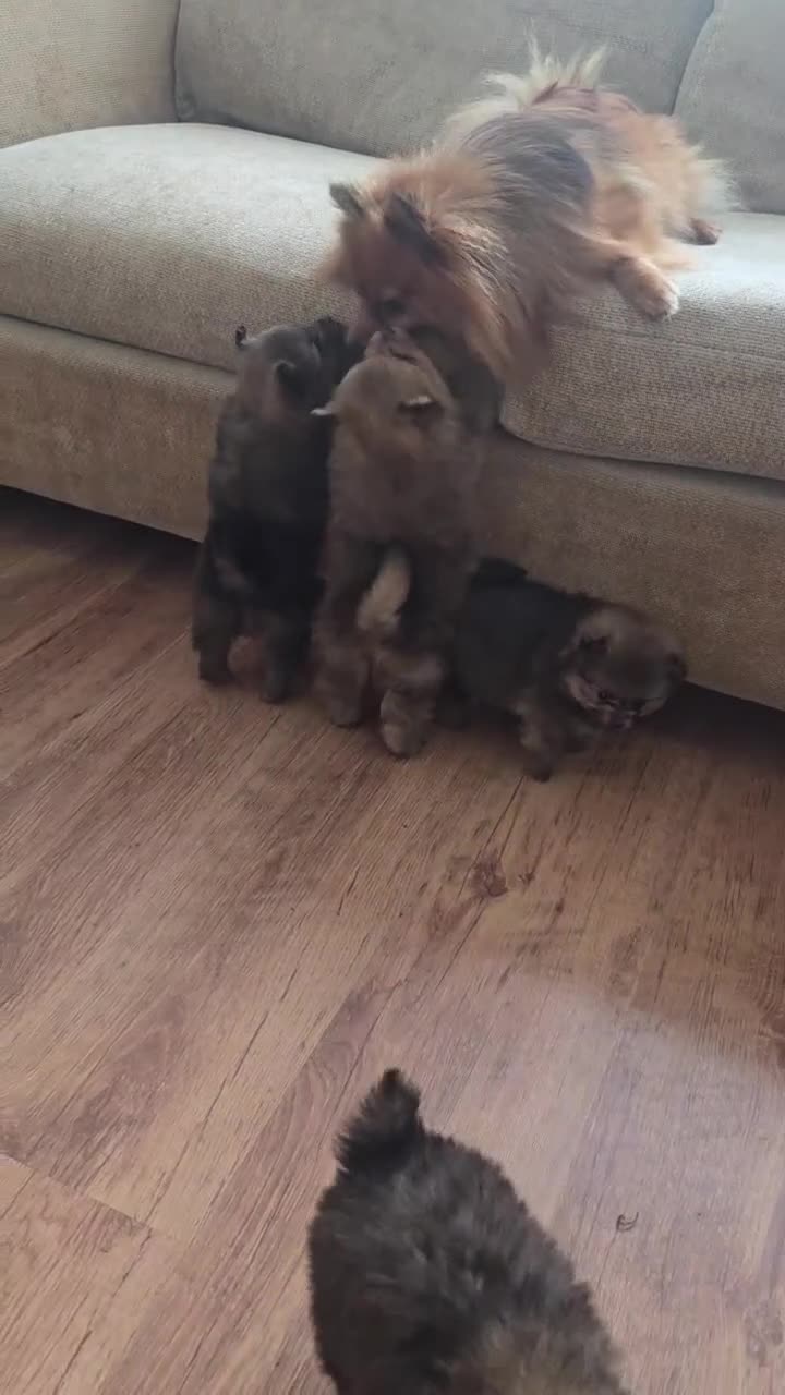 Pomeranian dogs for sale: Beautiful Pomeranian Puppies in London - Video 1