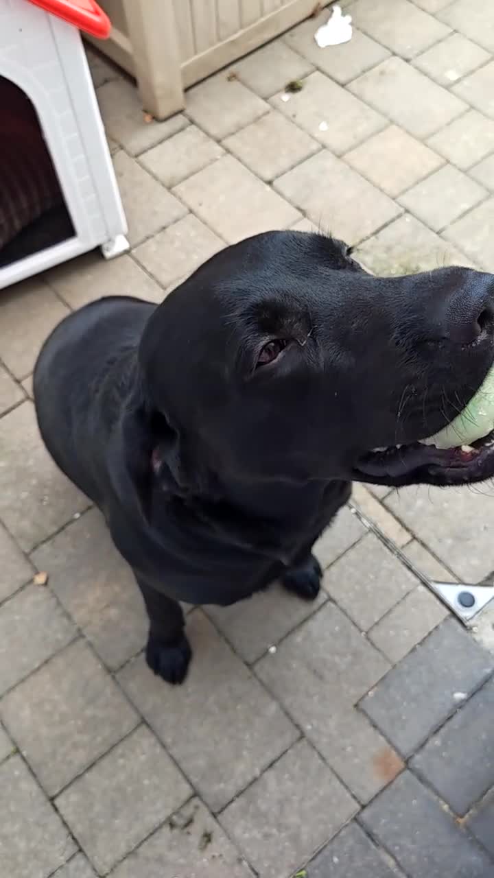 Labrador Retriever dogs for sale: big fat Bruce  - Video 1
