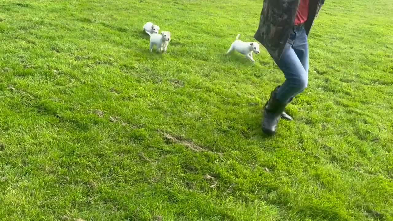 Parson Russell dogs for sale: Quality bred parson terrier pups  - Video 2