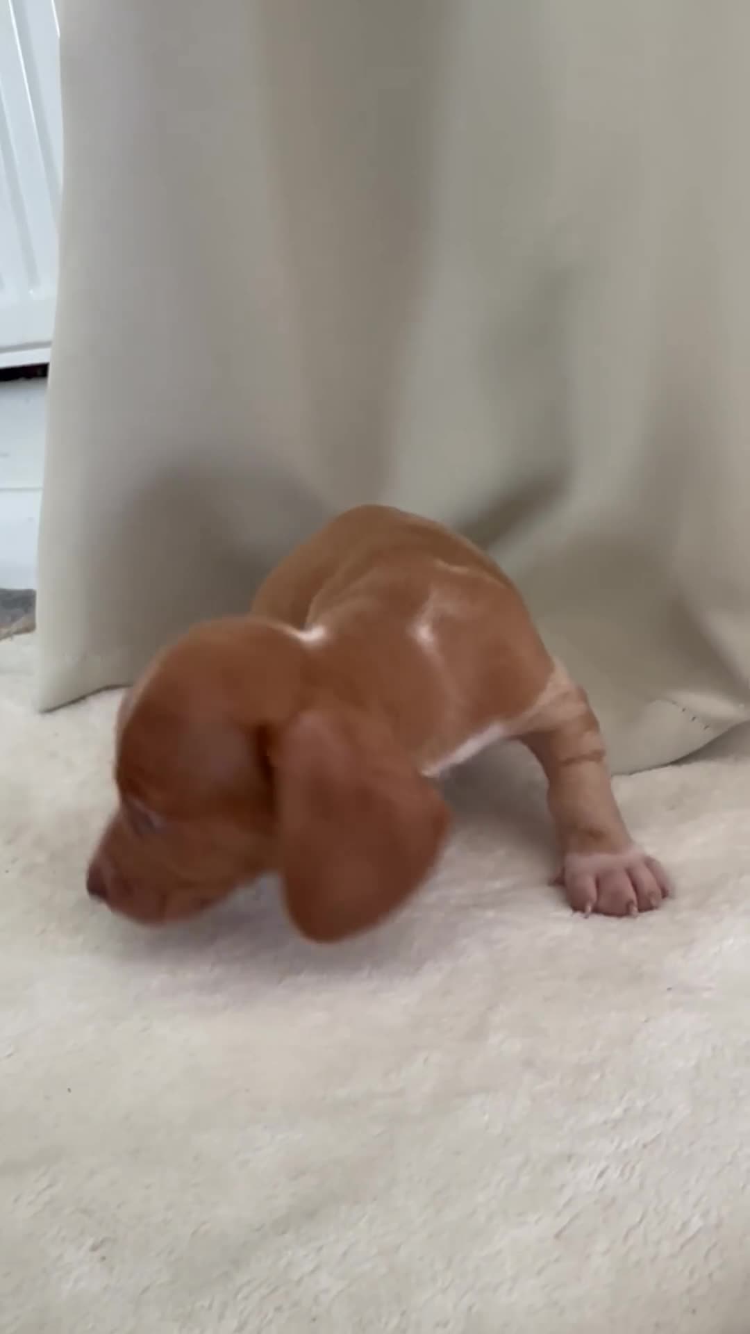 Miniature Dachshund dogs for sale: Beautiful unique miniature Dachunds  in Selby - Video 2