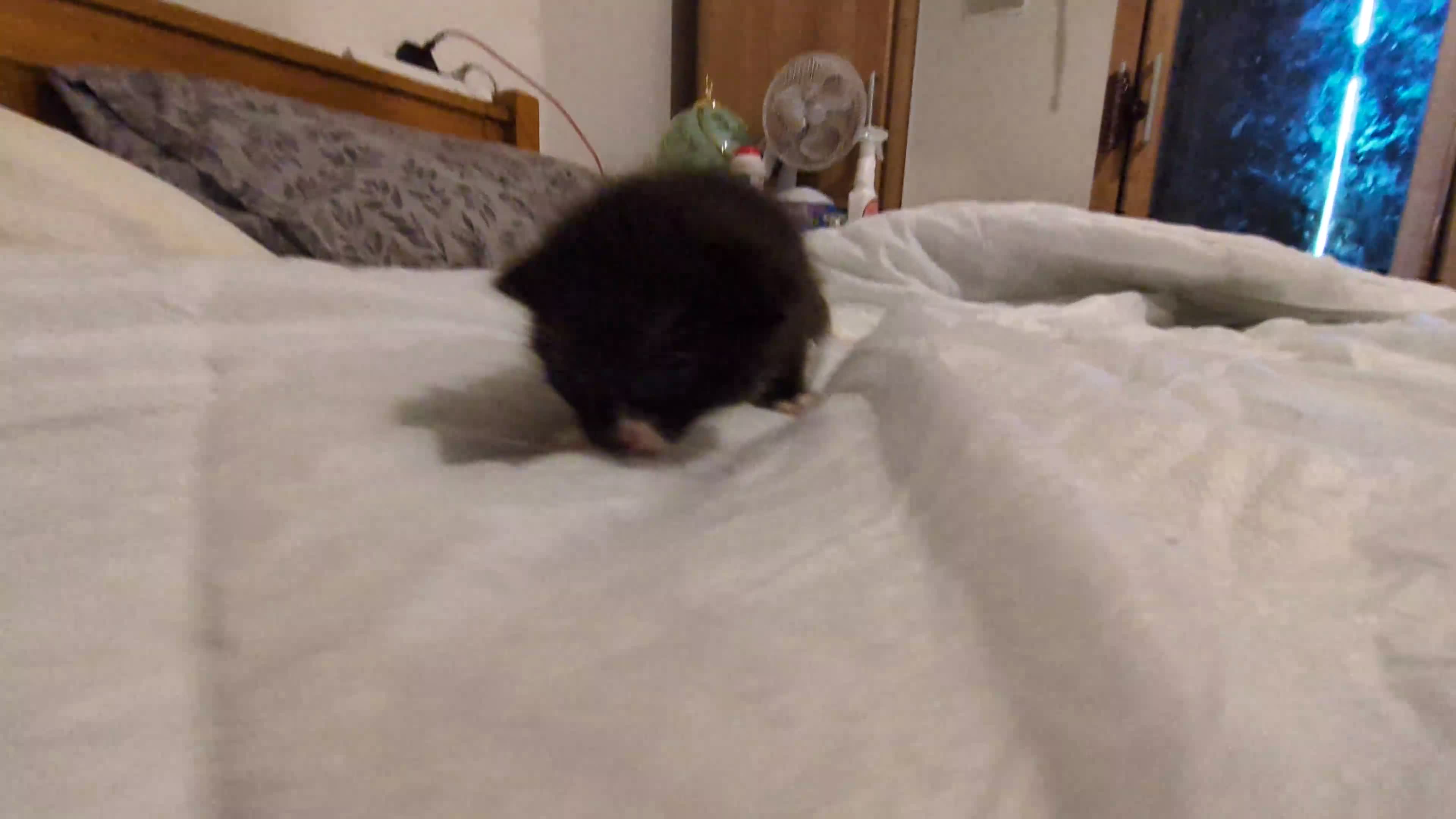 Mixed Breed cats for sale: 4 stunning kittens  - Video 1