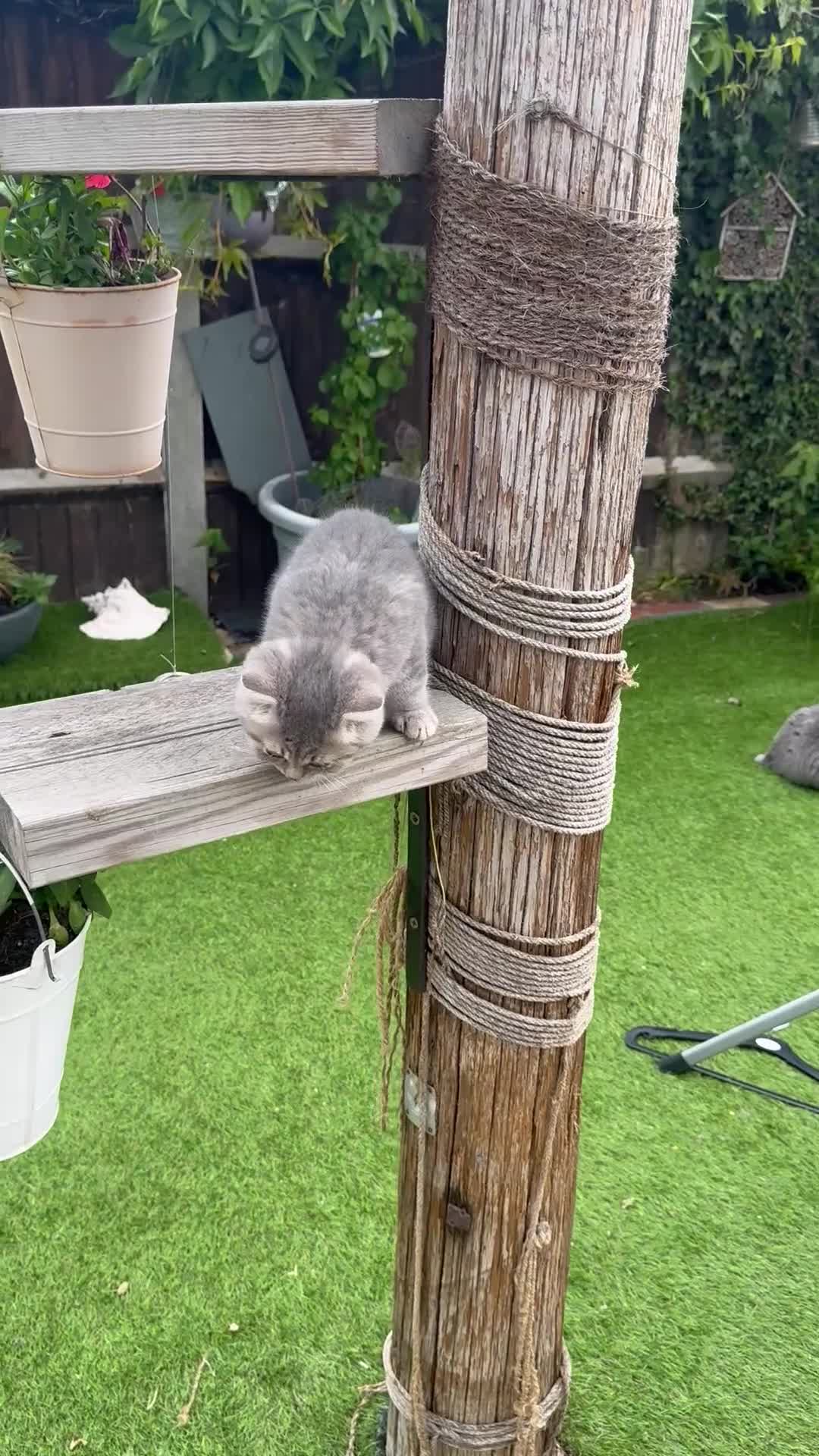 British Shorthair cats for sale: Last girl British shorthair kitten blue spotted  - Video 1
