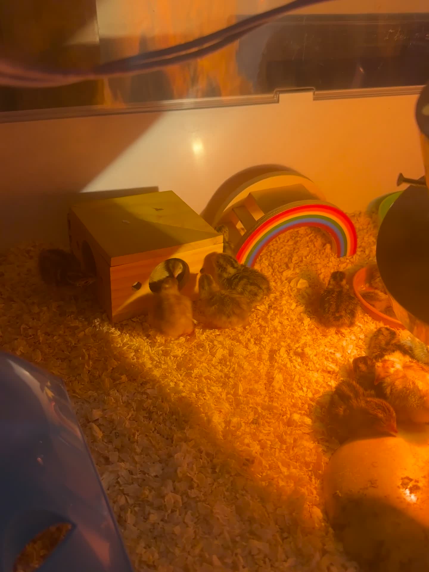 Quail poultry for sale: Quail chicks - Video 1