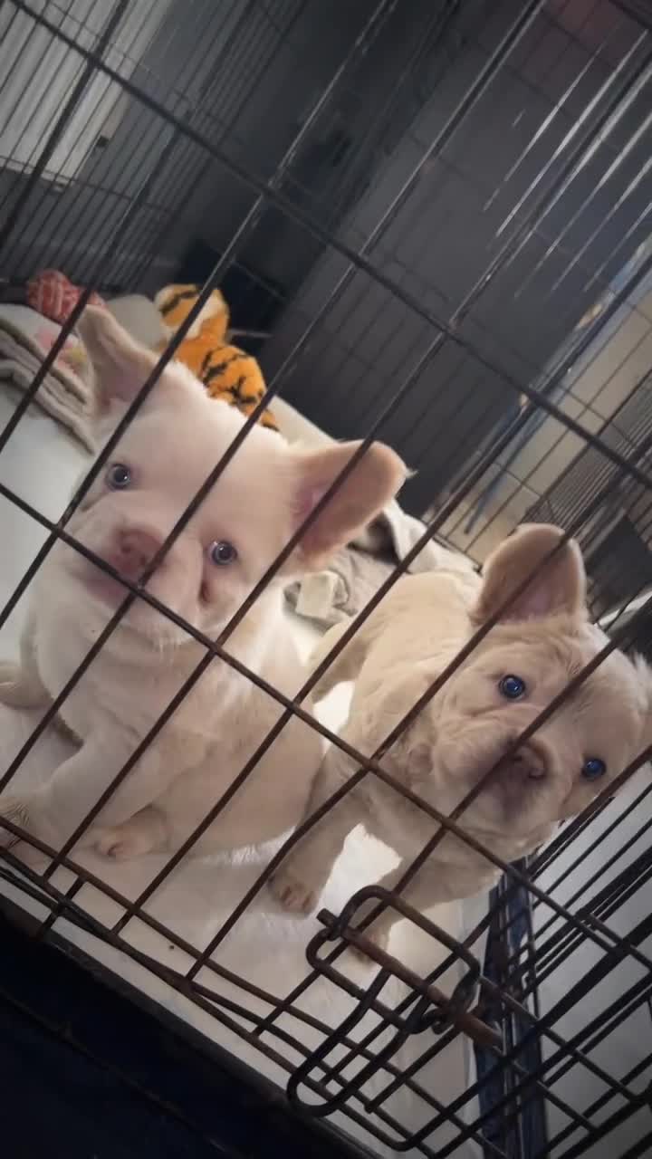 French Bulldog dogs for sale: French bulldog puppies ready  - Video 4