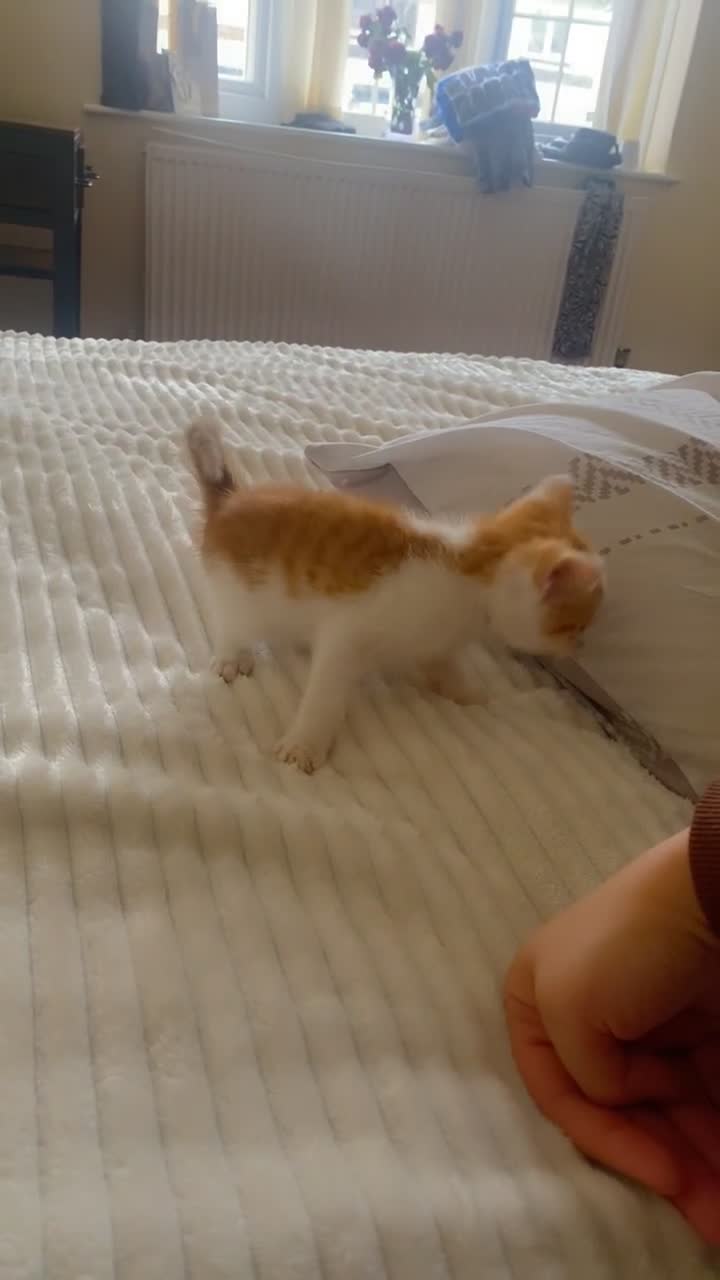 Mixed Breed cats for sale: 3 male kittens - Video 2