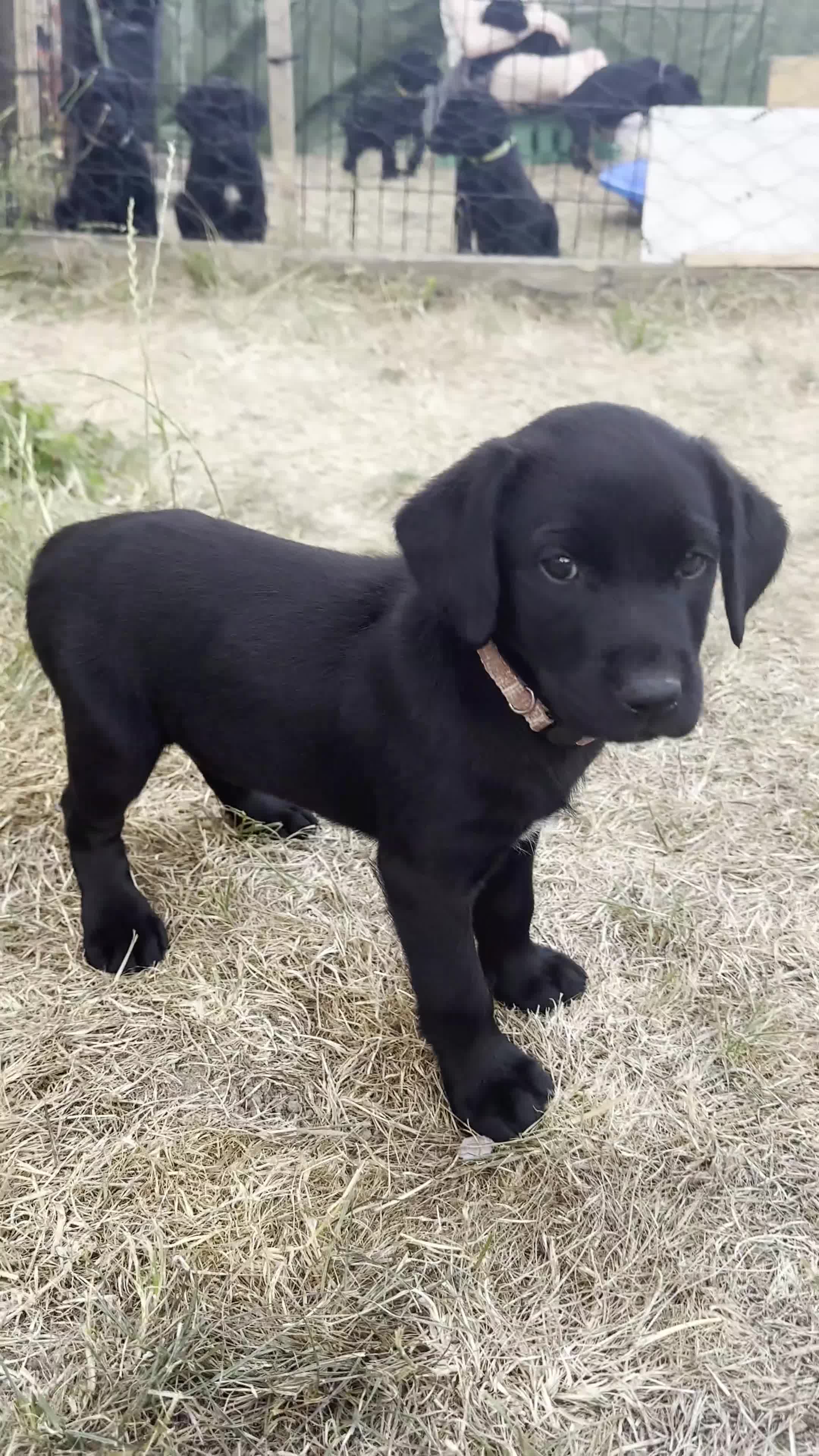 Mixed Breed dogs for sale: Black Labrador puppies - Devon - Video 1