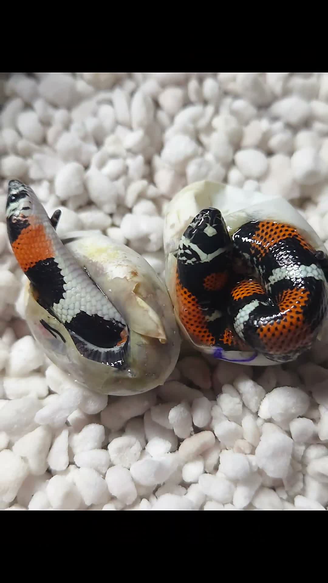 Mixed Breed reptiles for sale: Tri Colour Hognose Snakes  - Video 1