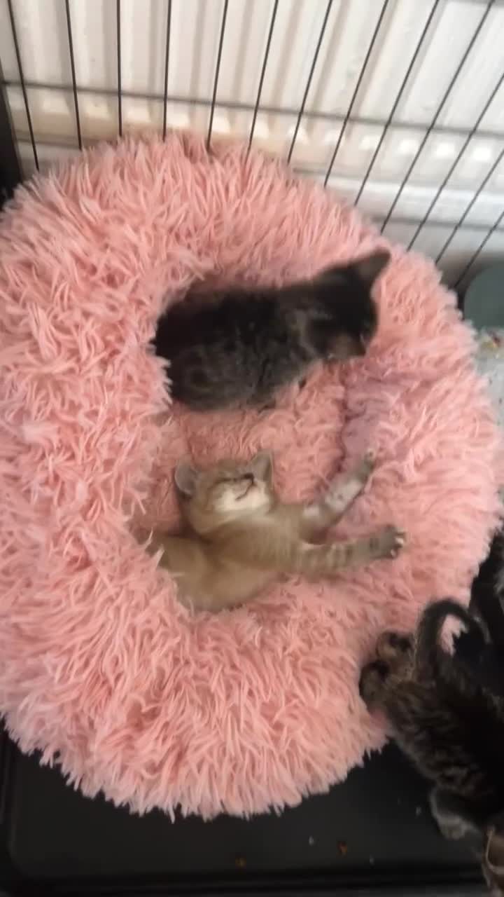 Ragamese cats for sale: Beautiful ragamese/bengal - Video 3