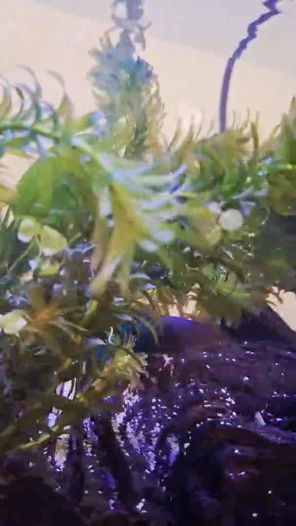 Bettas fish for sale: X2 Tanks with Betta fish & others - Video 1
