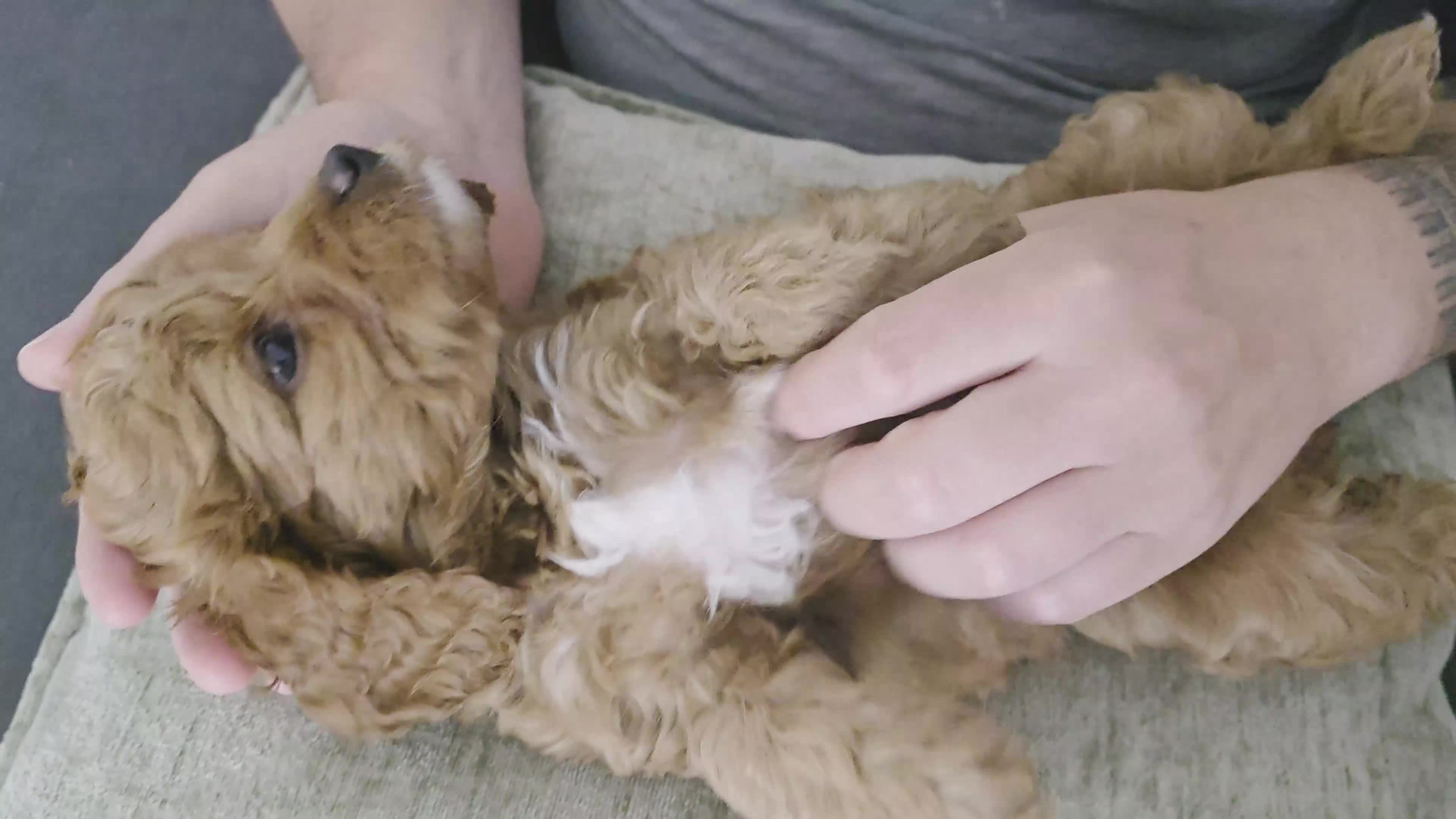 Cockapoo dogs for sale: FINAL GORGEOUS F1B TOY COCKAPOO GIRL - BRISTOL - Video 1