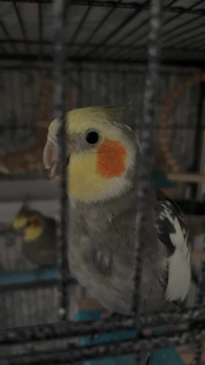 Cockatiels birds for sale: 4x mixed coloured cockatiles - Video 2
