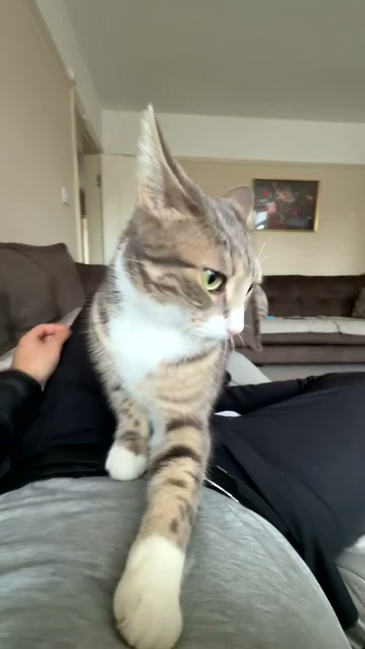Mixed Breed cats for sale: Hazel – Tabby Girl Looking for a Loving Home - Video 1