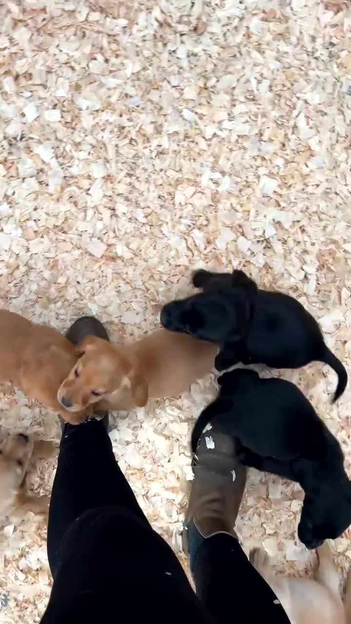 Cockerdor dogs for sale: 9 gorgeous cockerdor puppies  - Video 2