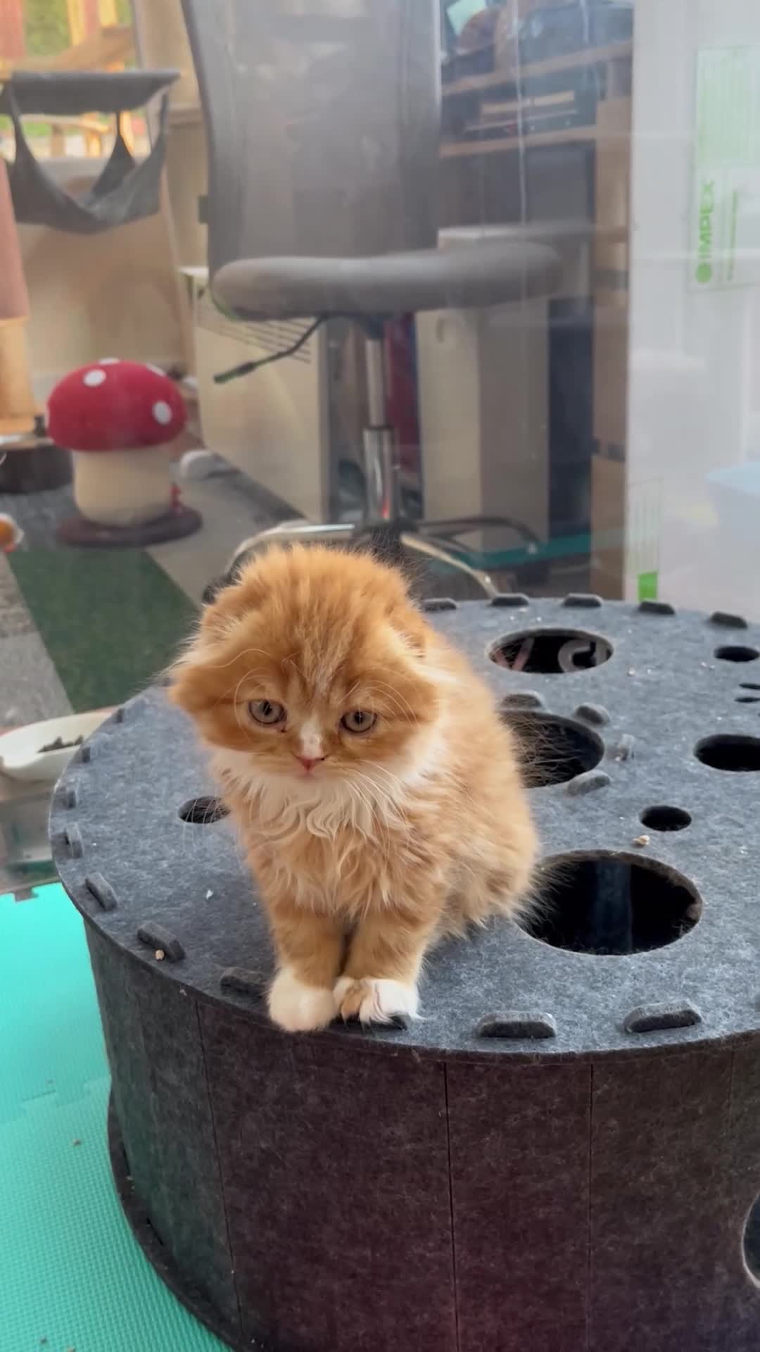 Scottish Fold cats for sale: Scottish Fold TICA Pedigree  - Video 2